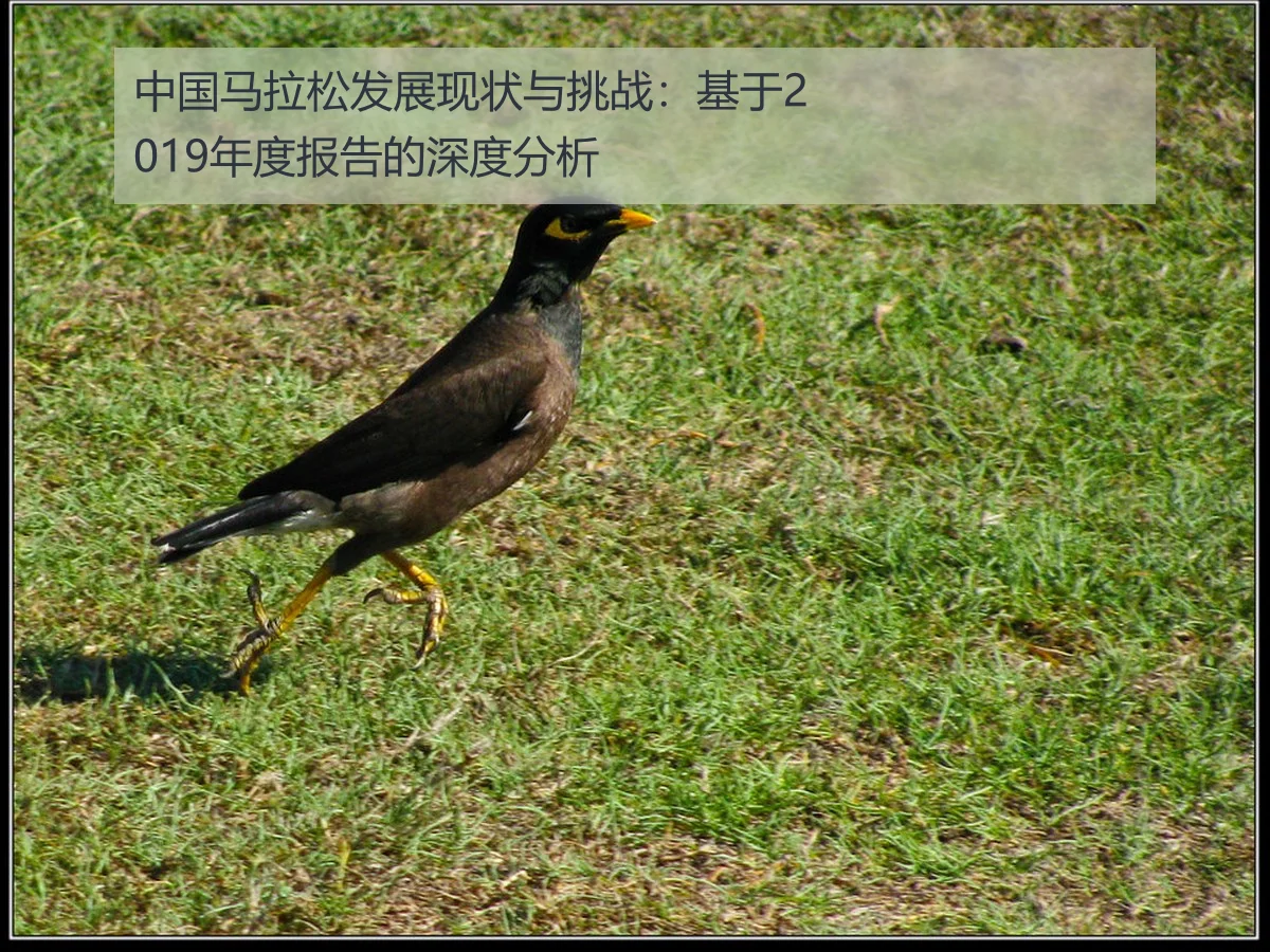 中国马拉松发展现状与挑战：基于2019年度报告的深度分析